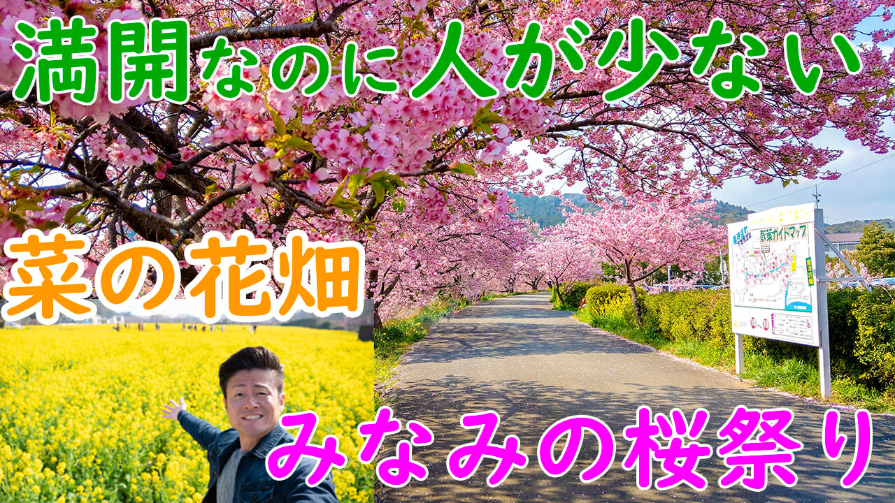 みなみの桜と菜の花まつりは混雑に悩まず早咲きの桜を楽しめる穴場