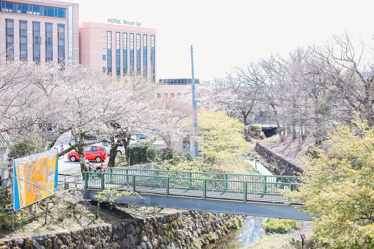 御殿場高原時之栖 河津桜とソメイヨシノ