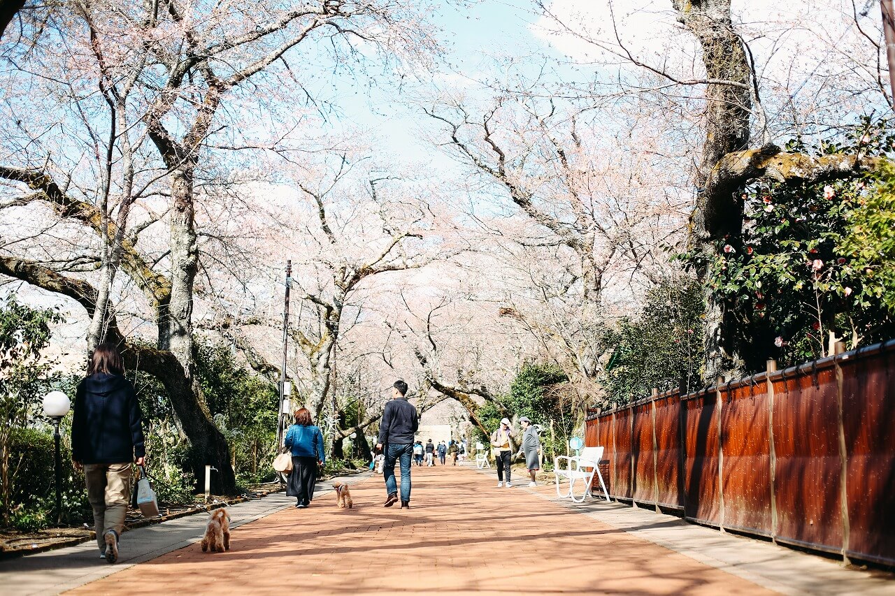 御殿場高原時之栖 桜のトンネル